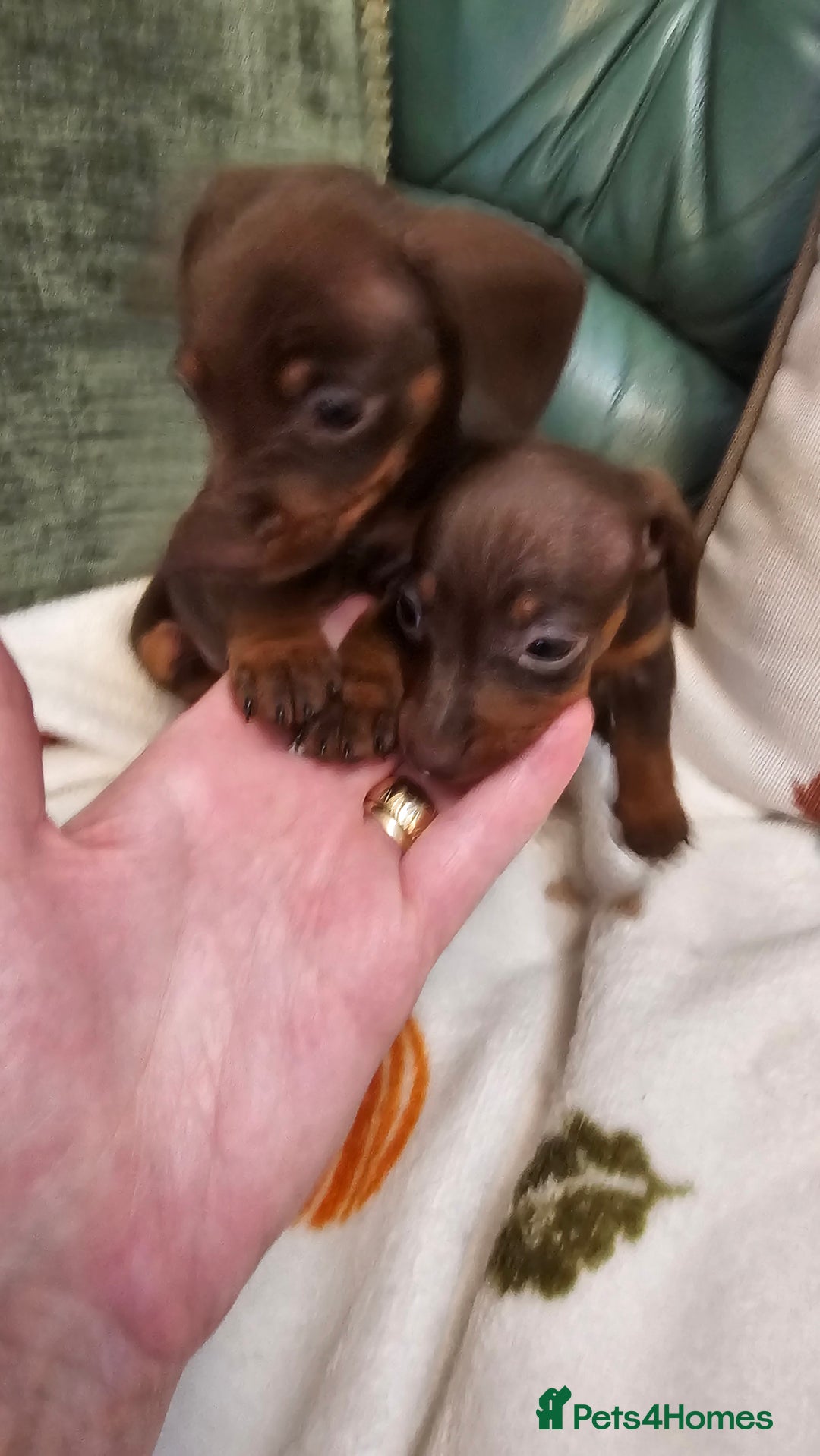 Dachshund dogs for sale: Miniature Dachshund Puppies. - Advert 9