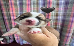 Welsh Corgi Pembroke dogs for sale: PEMBROKE CORGI PUPPIES  - they’ve arrived! - Image 4