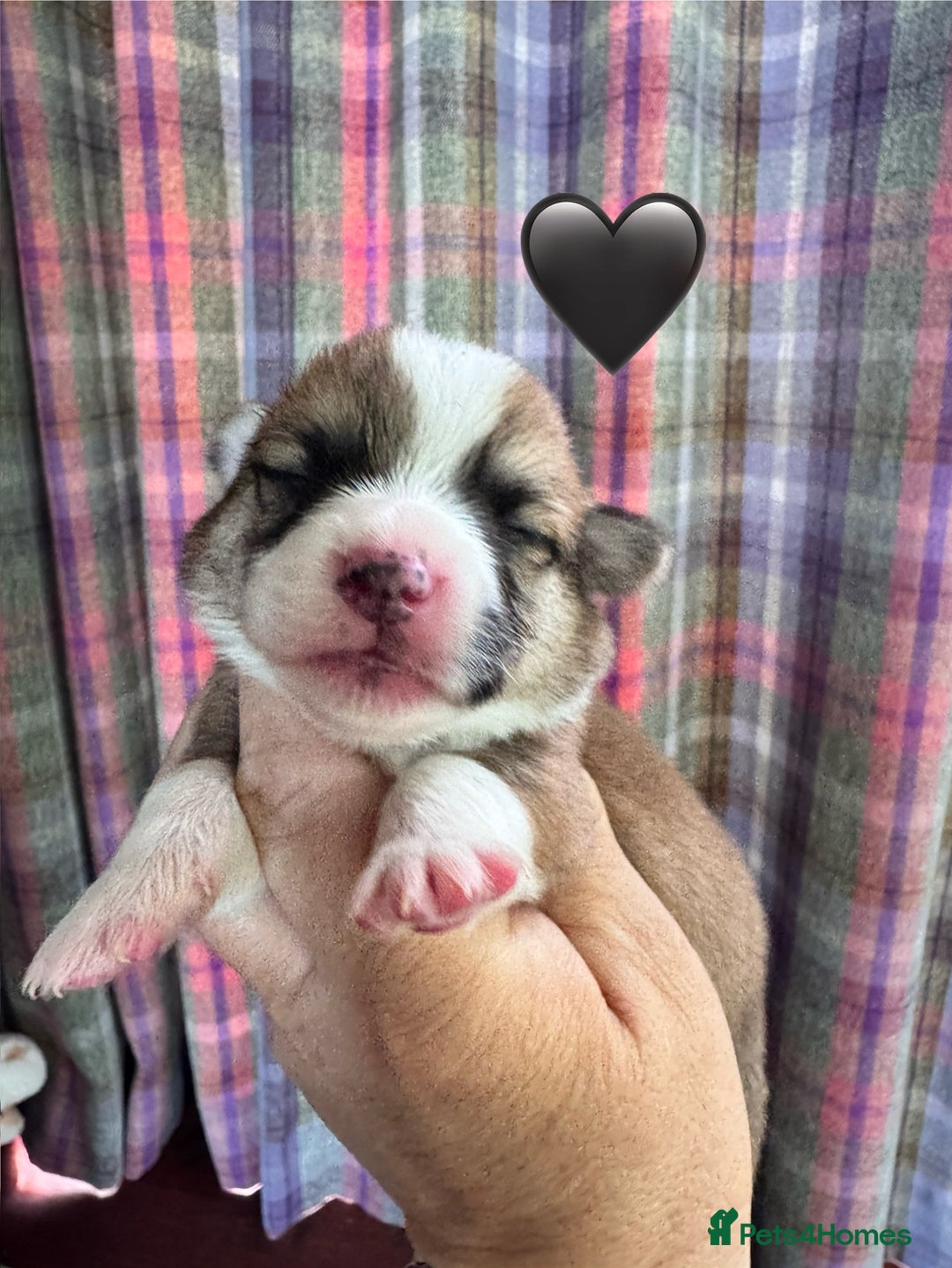 Welsh Corgi Pembroke dogs for sale: PEMBROKE CORGI PUPPIES  - they’ve arrived! - Image 4