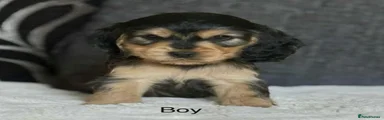 Cocker Spaniel 1