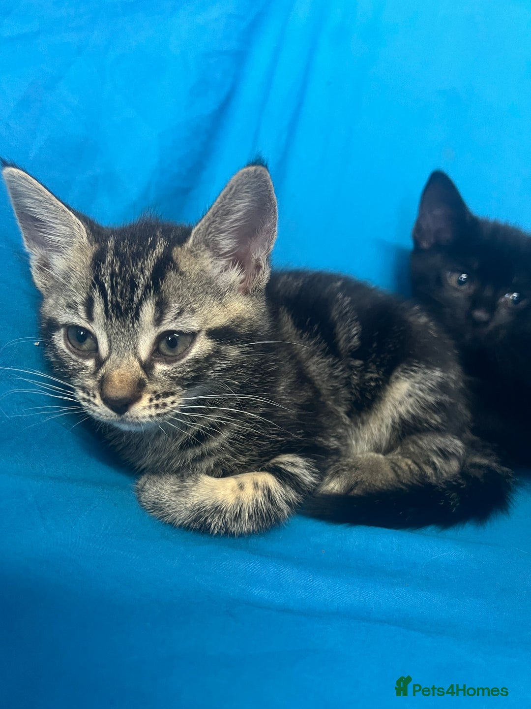 British Shorthair cats for sale: British Short Hair, Rugdoll and mixed breed  - Image 5