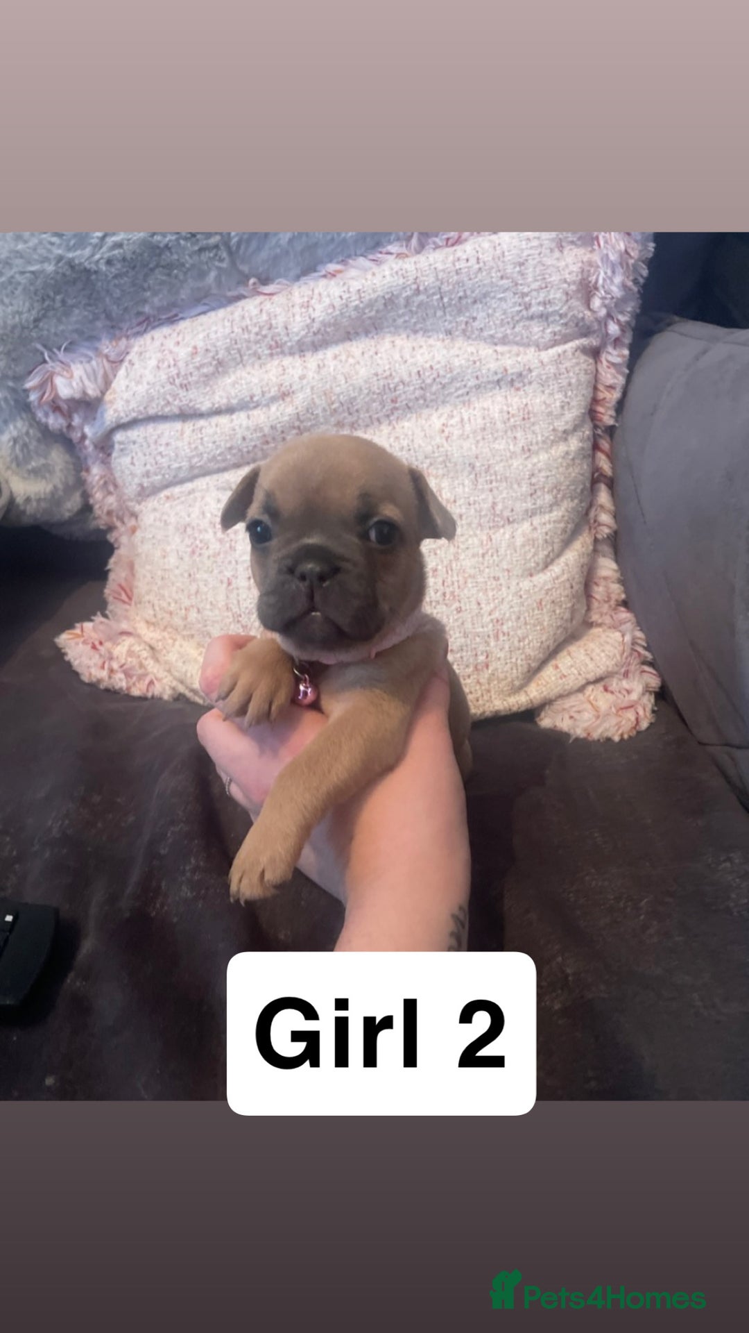 French Bulldog dogs for sale: 7 week old French bulldog puppies  - Image 9