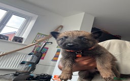 Mixed Breed dogs for sale: German Shepherd x Belgian Malinois - Image 7