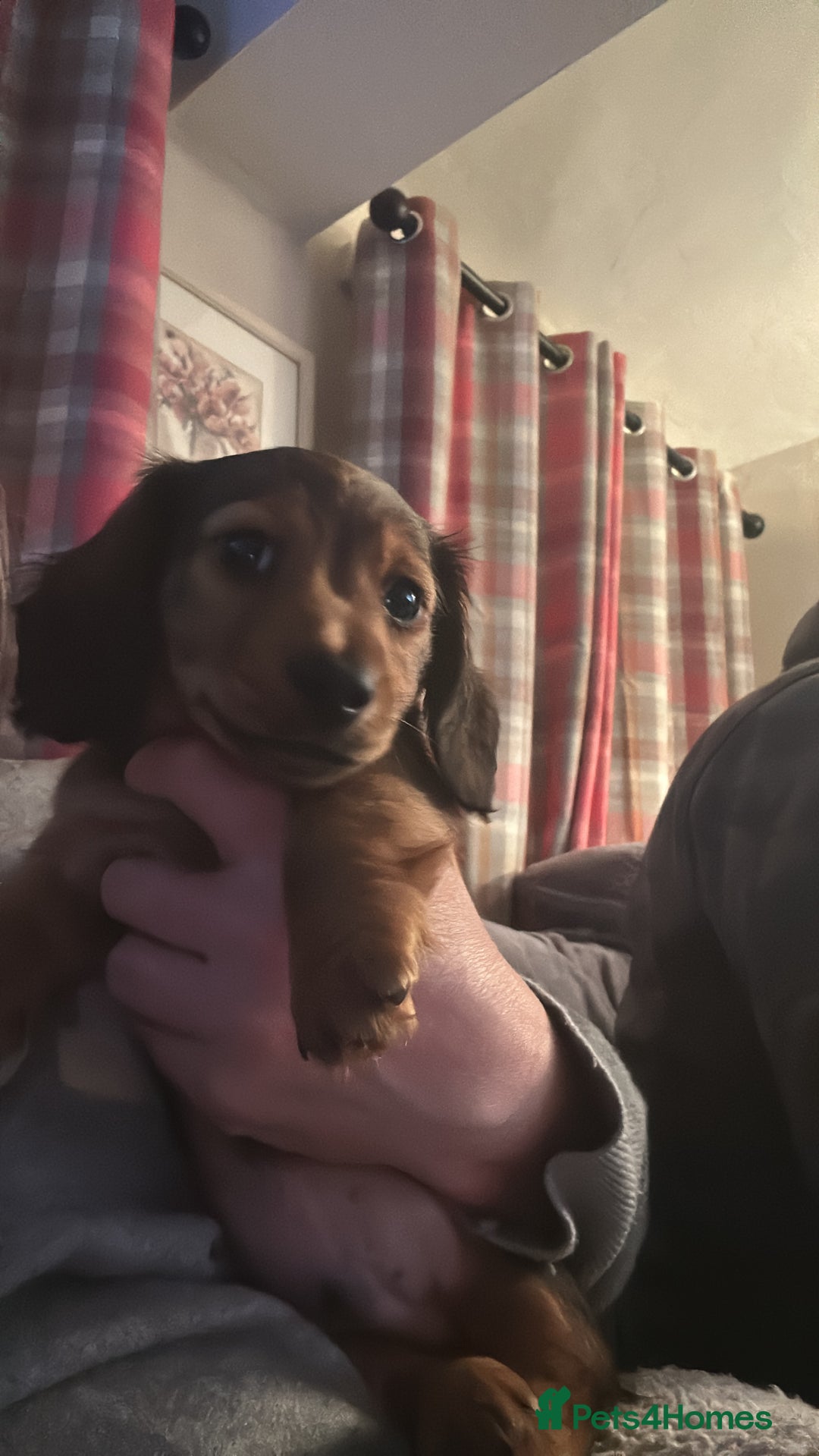 Miniature Dachshund dogs for sale:  Long haired miniature dachshund litter  - Advert 26