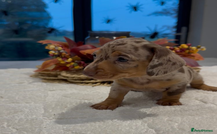 Miniature Dachshund dogs - Advert 5