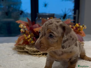 Miniature Dachshund dogs - Advert 8