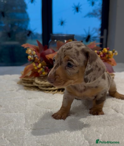 Miniature Dachshund dogs - Advert 1