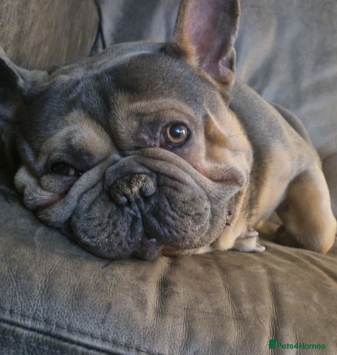 French Bulldog dogs for sale: 2 male French bulldogs - Image 6
