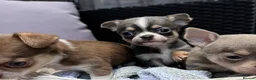 Chihuahua dogs for sale: 🐶Tiny exquisite RARE blue, Lilac & Chocolate Tri  - Advert 34