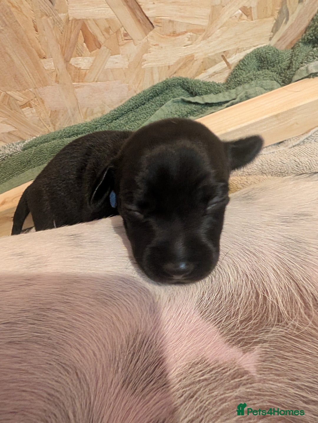 Mixed Breed dogs for sale: Doxie-Dales  - Image 20