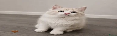 Kitten 🤎
