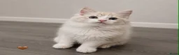Ragdoll cats for sale: Ragdoll breed kittens 💙 - Advert 11