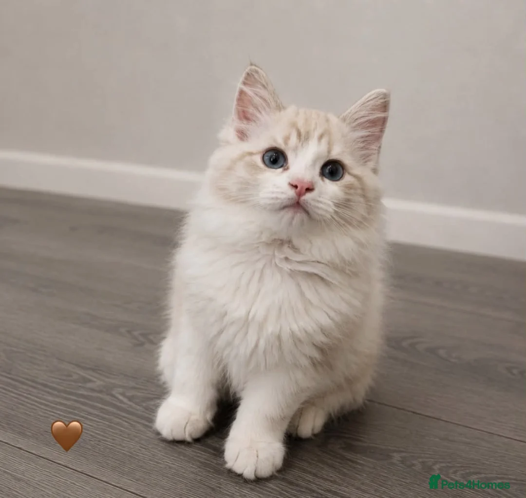 Ragdoll cats for sale: Ragdoll breed kittens 💙 - Advert 11