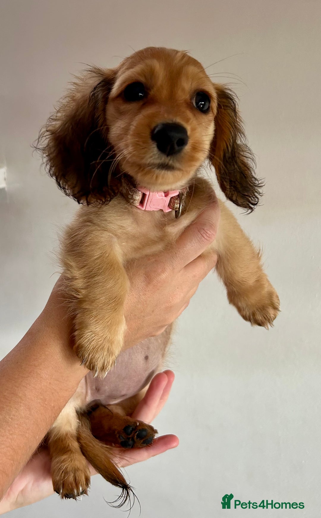 Miniature Dachshund dogs for sale:  Ready to leave - Long Haired Miniature Dachshund  - Image 12