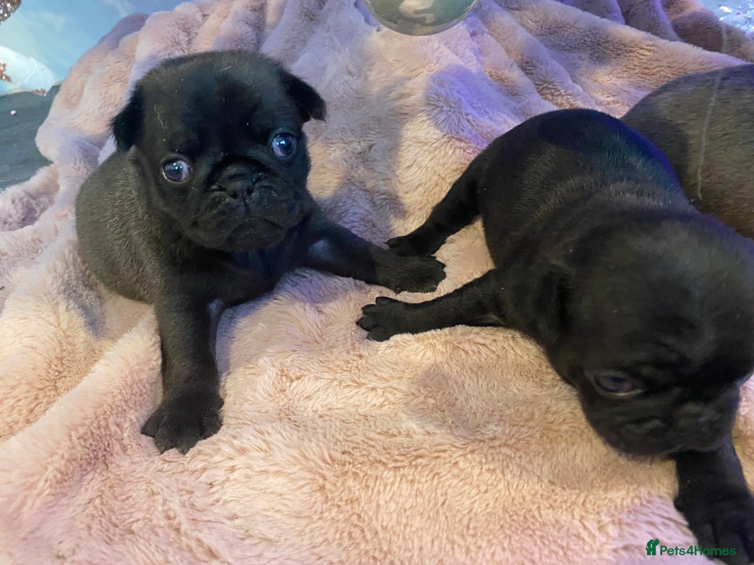 Pug dogs for sale: 💓 PUG BABIES 💓  - Advert 11