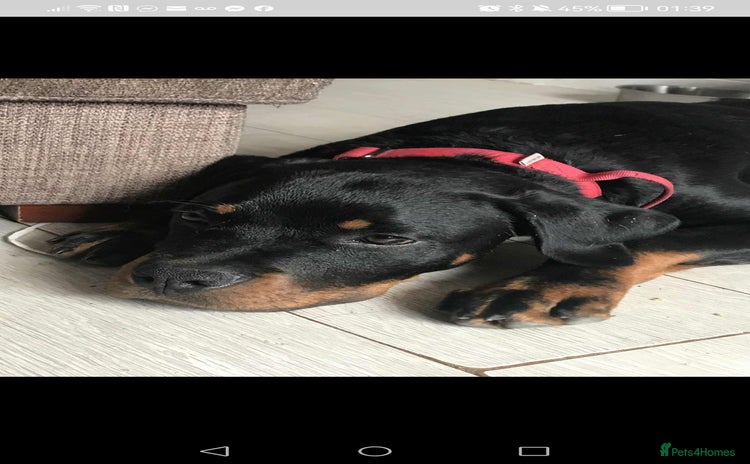Rottweiler dogs - Advert 1