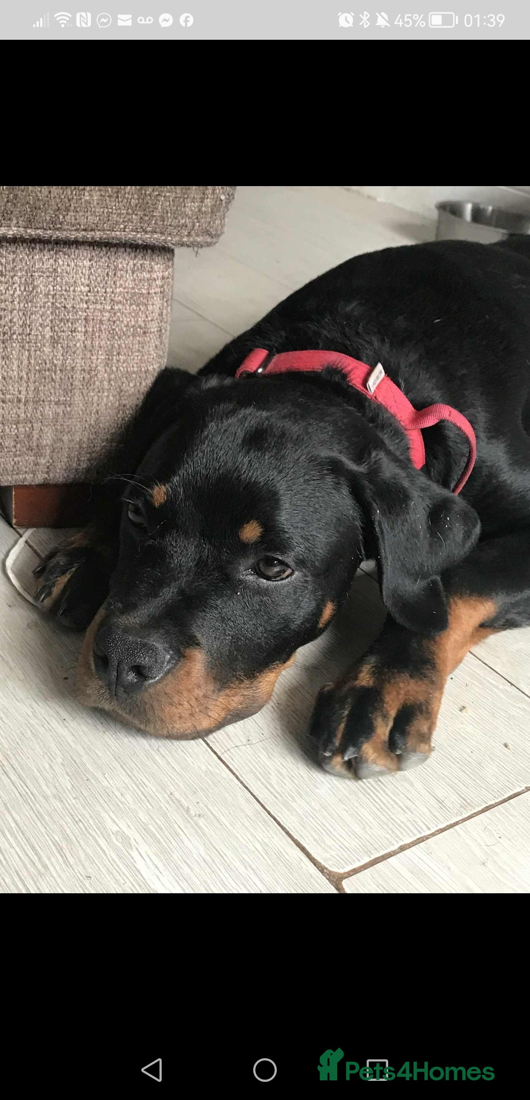 Rottweiler dogs for sale: 8 month old rottweiler for sale - Image 1
