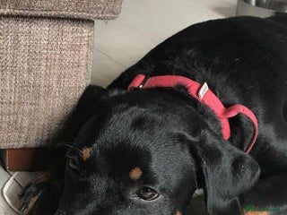 Rottweiler dogs - Advert 11