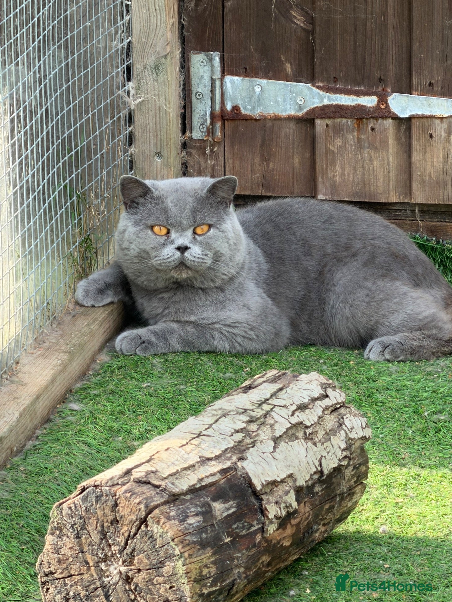 British Shorthair cats BRITISH SHORTHAIR BLUE  - Advert 9