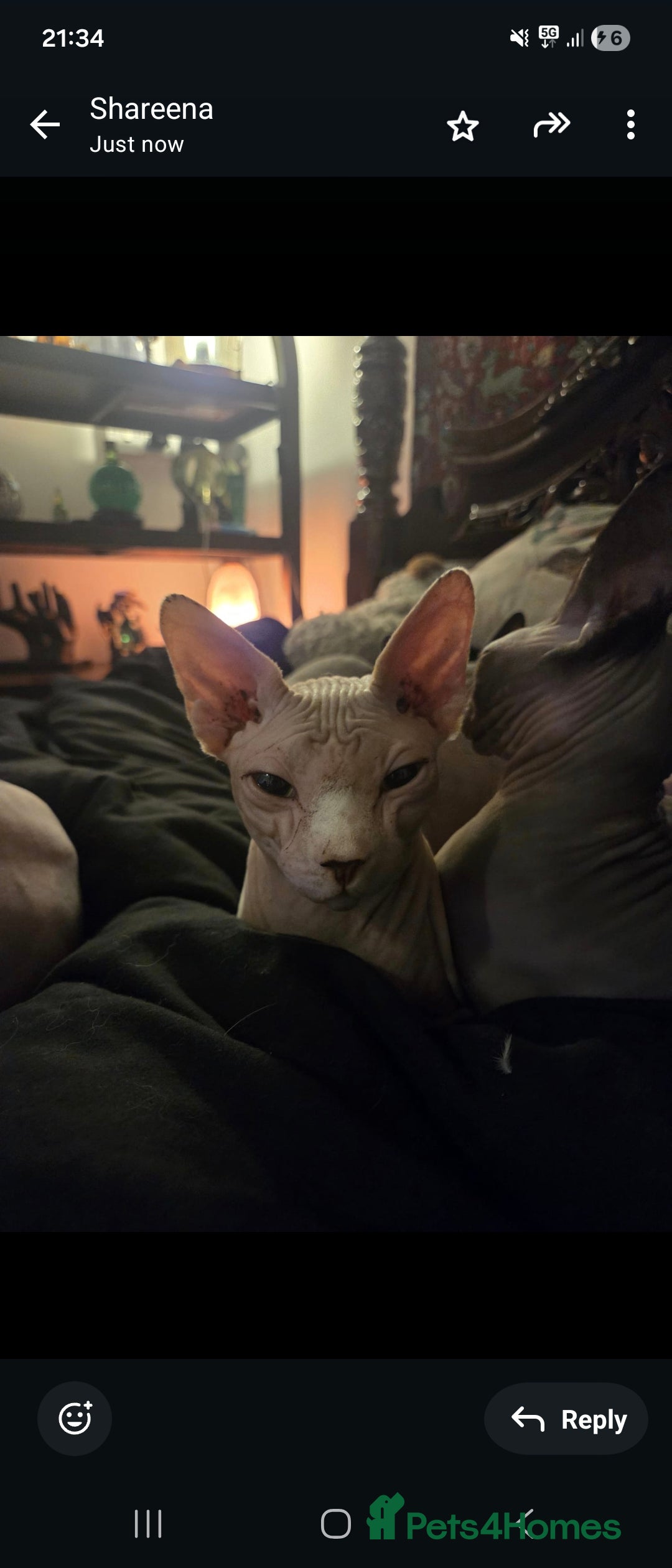 Sphynx cats for sale: Sphynx male for sale  - Advert 3
