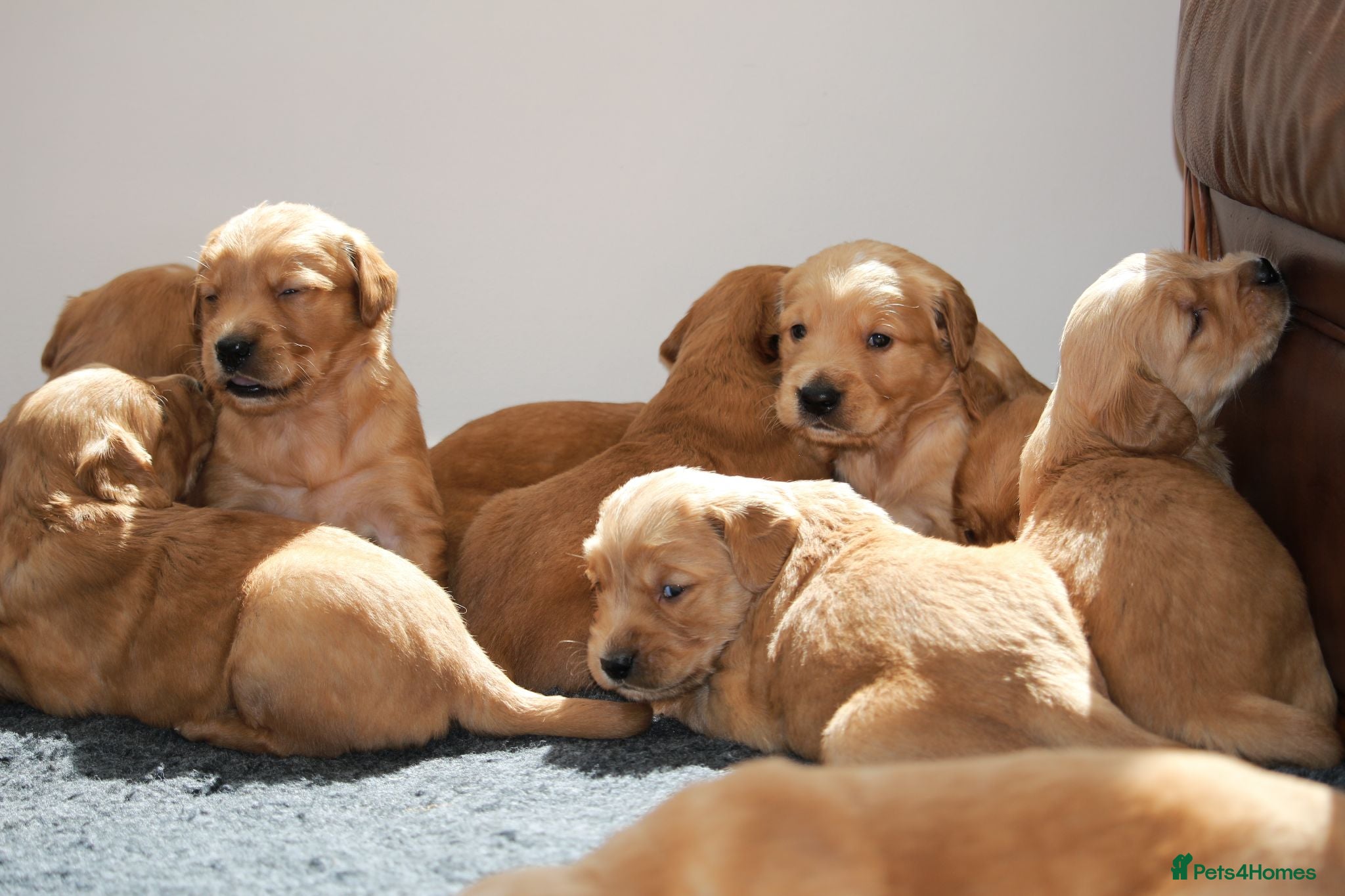 Golden Retriever dogs Dark Red KC Registered Working Golden Retrievers - Advert 2