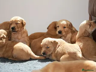 Golden Retriever dogs Dark Red KC Registered Working Golden Retrievers - Advert 2