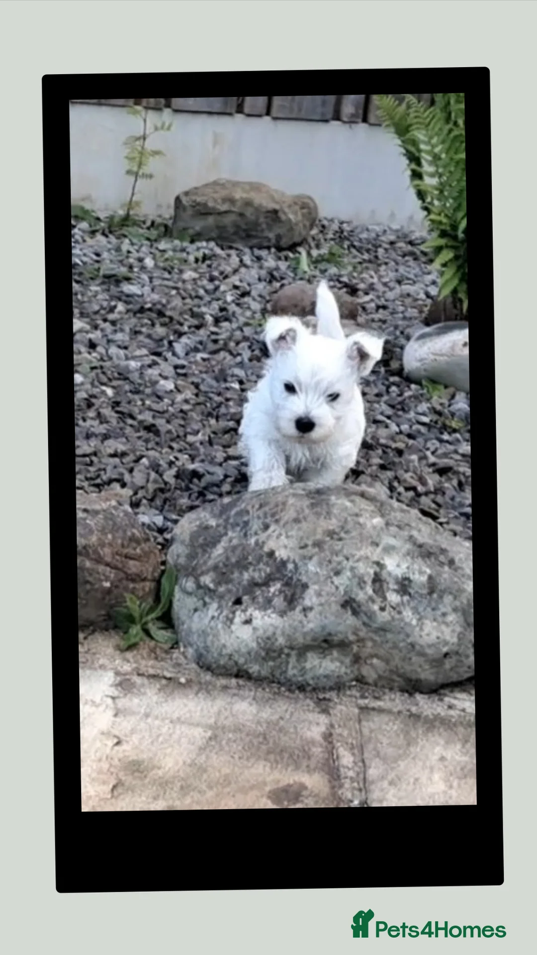 West Highland Terrier dogs for sale: West highland white terrier  - Advert 6