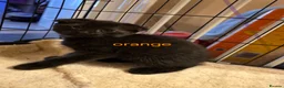 Mixed Breed cats for sale: Maine coon x Scottish fold  - Advert 1