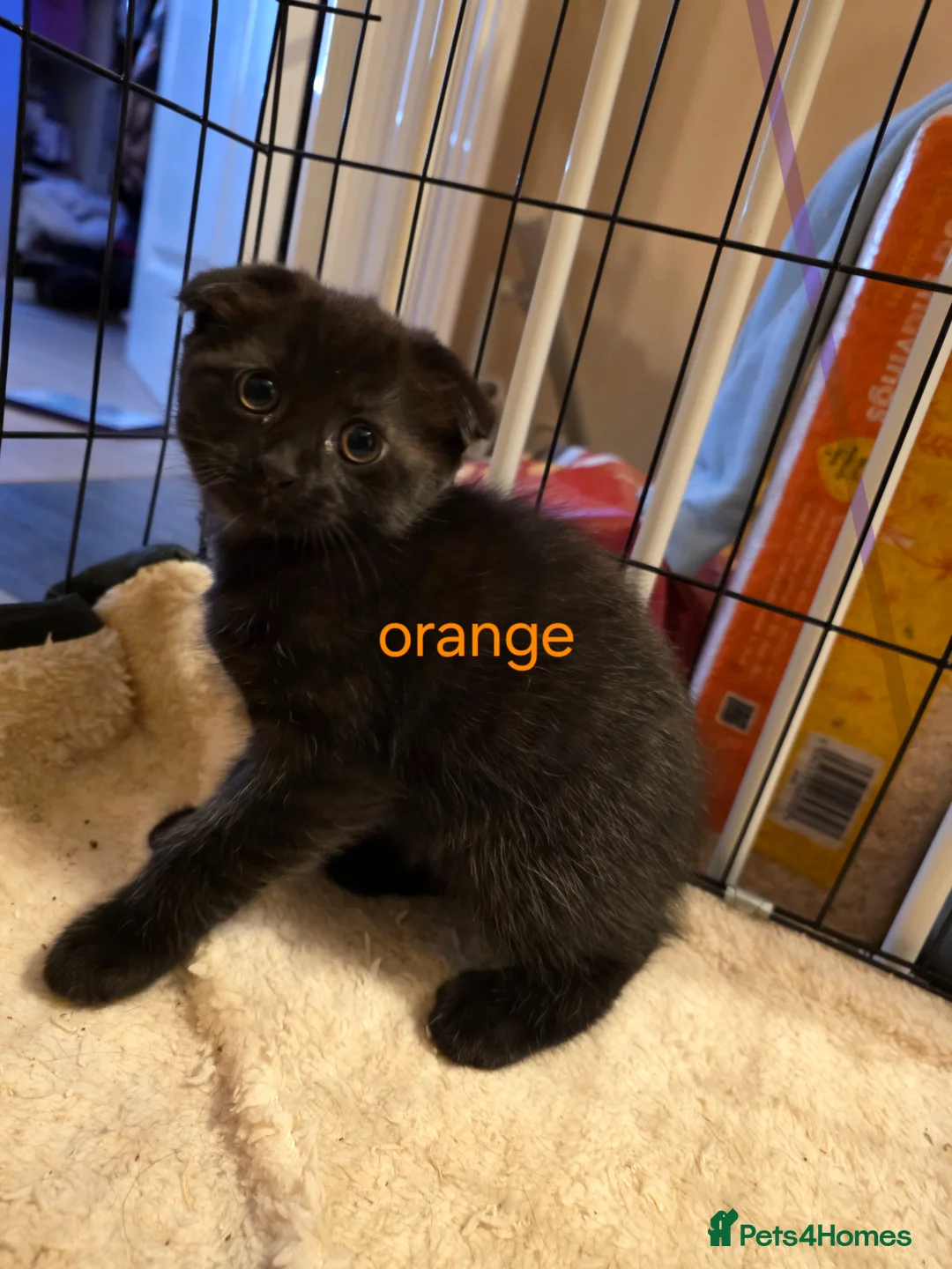 Mixed Breed cats for sale: Maine coon x Scottish fold  - Advert 1