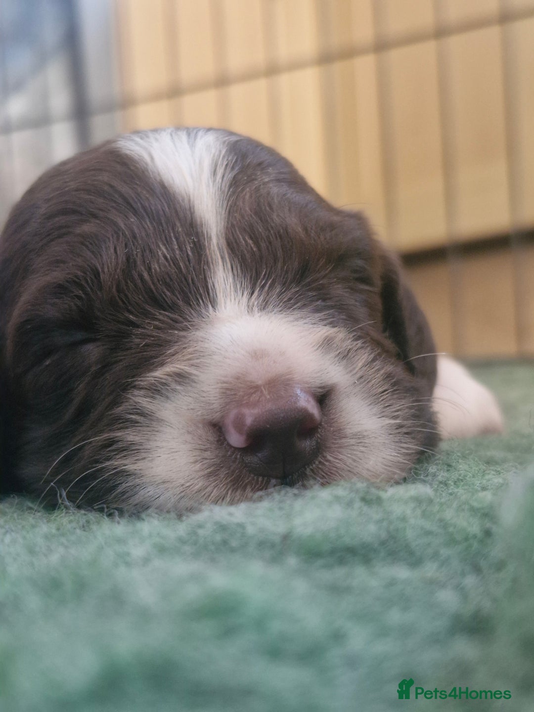 English Springer Spaniel dogs for sale: KC registered English Springer Spaniel - Image 10