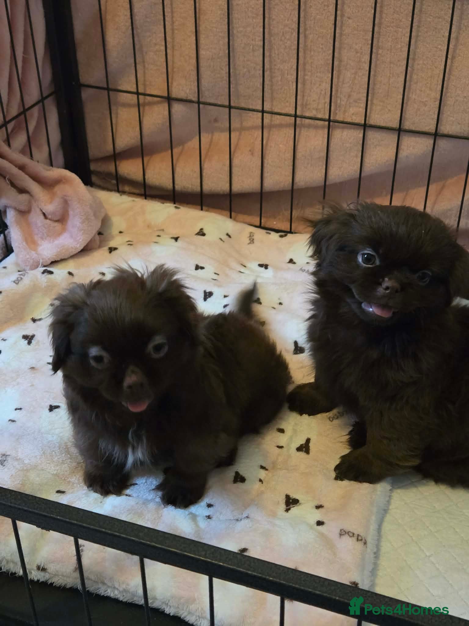 Shih Tzu dogs Beautiful imperial shih tzu - Advert 6