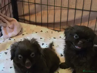 Shih Tzu dogs Beautiful imperial shih tzu - Advert 6