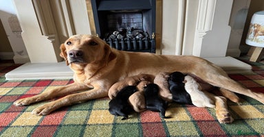 Labrador Retriever dogs - Advert 4