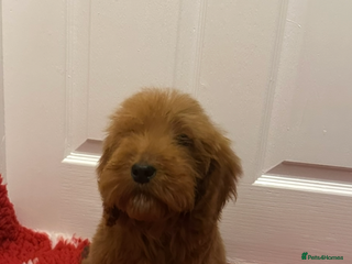 Cockapoo dogs One red boy and one gold girl available - Advert 15