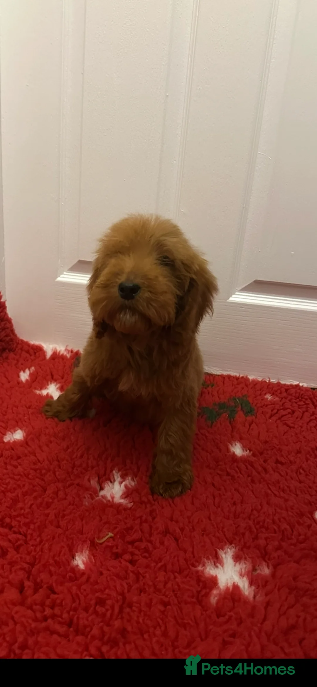 Cockapoo dogs for sale:  one gold girl available  - Advert 4