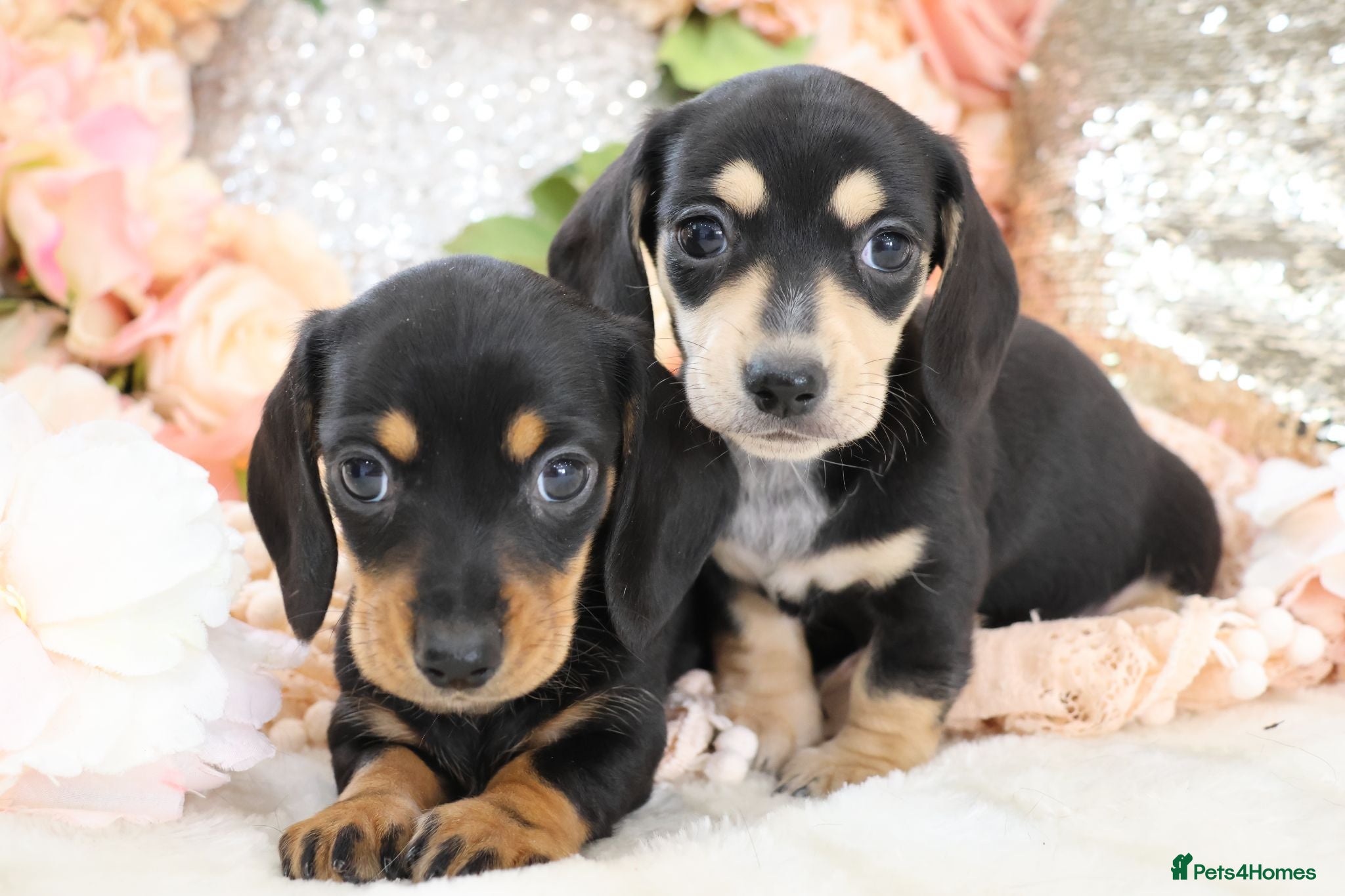 Miniature Dachshund dogs KC Miniature Dachshund Puppies - Advert 11