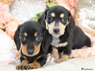 Miniature Dachshund dogs KC Miniature Dachshund Puppies - Advert 11
