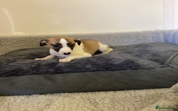 Whippet dogs for sale: Whippet puppies  - Image 4