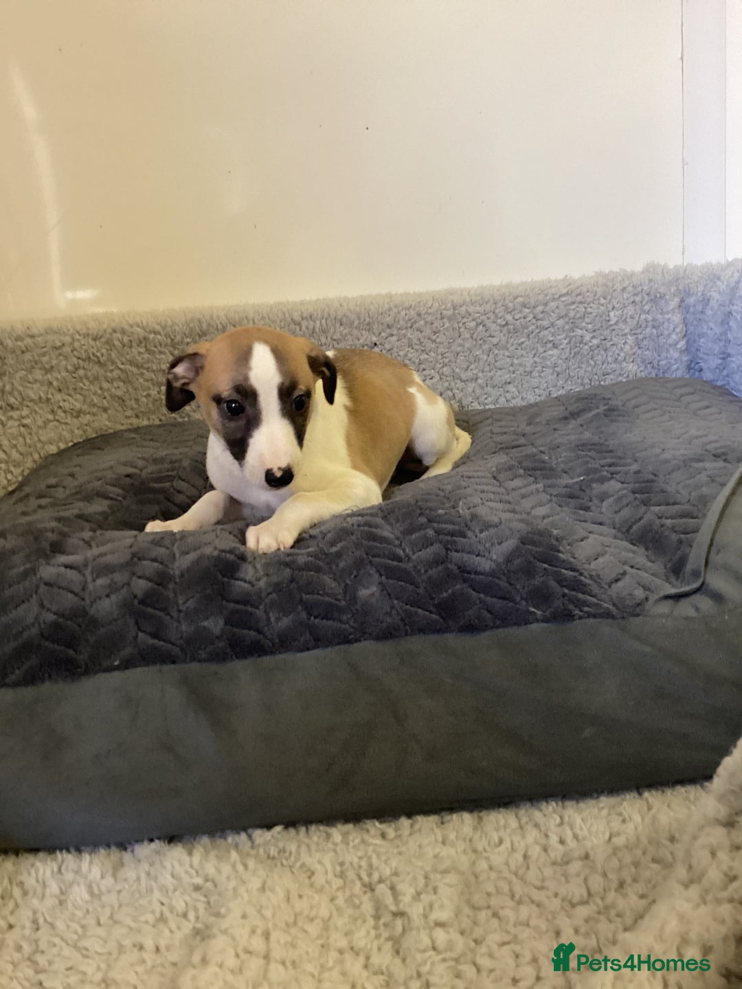 Whippet dogs for sale: Whippet puppies  - Image 4