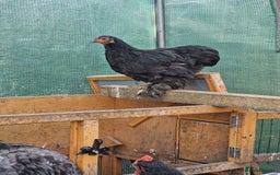 Chickens poultry for sale: Point of Lay hens Jersey Giants, Pekin & Olive egg - Image 16