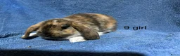 Dwarf Lop rabbits for sale: Dwarf lop baby rabbits - Advert 10