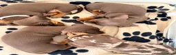 Miniature Dachshund dogs for sale: miniature dashhounds kc registered  - Advert 9