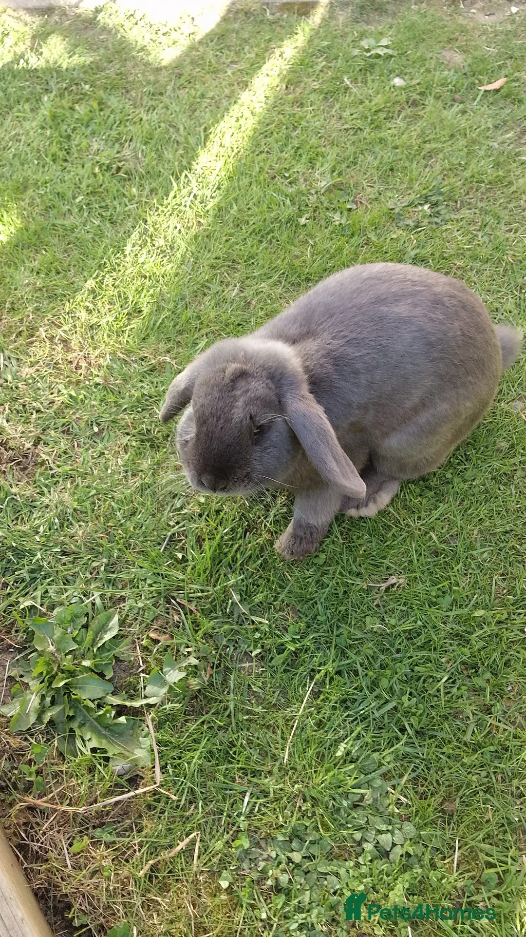 Mini Lop rabbits for sale: Hay hay & Hoppity in Cleethorpes - Advert 2