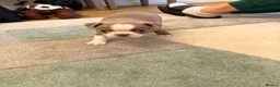 Boston Terrier dogs for sale: 8th Generation KC Reg Boston Terrier Puppies  - Advert 19