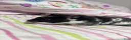 Hamster rodents for sale: Female pedigree hamster with cage  - Advert 6