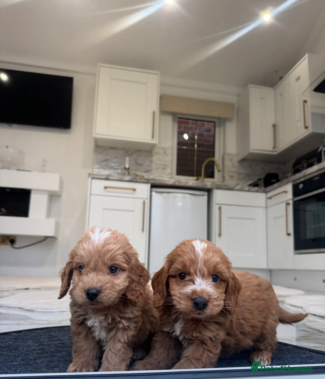 Cockapoo dogs for sale: F1 COCKAPOOS pra clear (council lincesed) - Advert 11