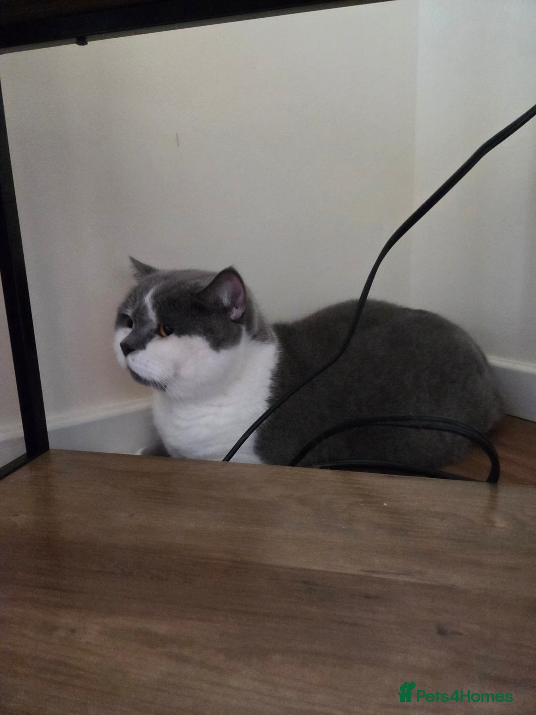 British Shorthair cats for sale: Friendly british shorthair cat for sale - Image 8