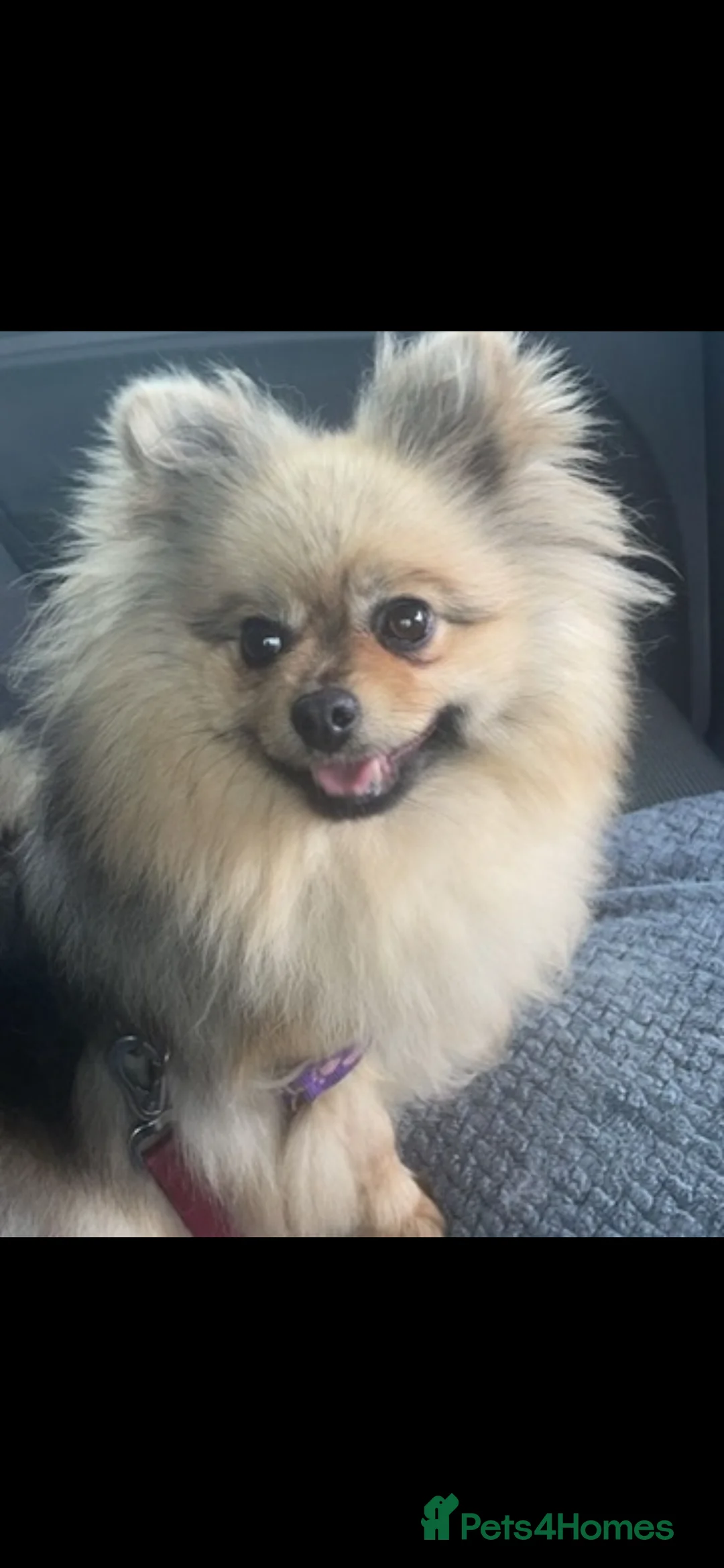 Pomeranian dogs for sale: Beautiful Pomeranian looking for a home - Advert 1