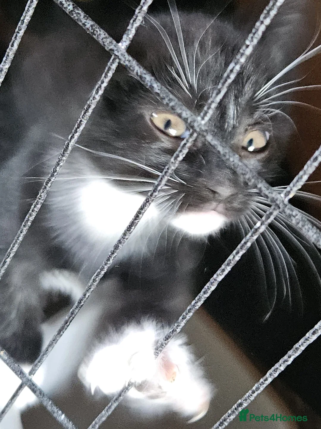Mixed Breed cats for sale: 3 Kittens with incredible personalities ❤️ in Chepstow - Advert 2