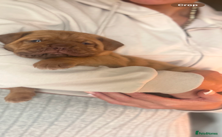 Dogue De Bordeaux dogs - Advert 10